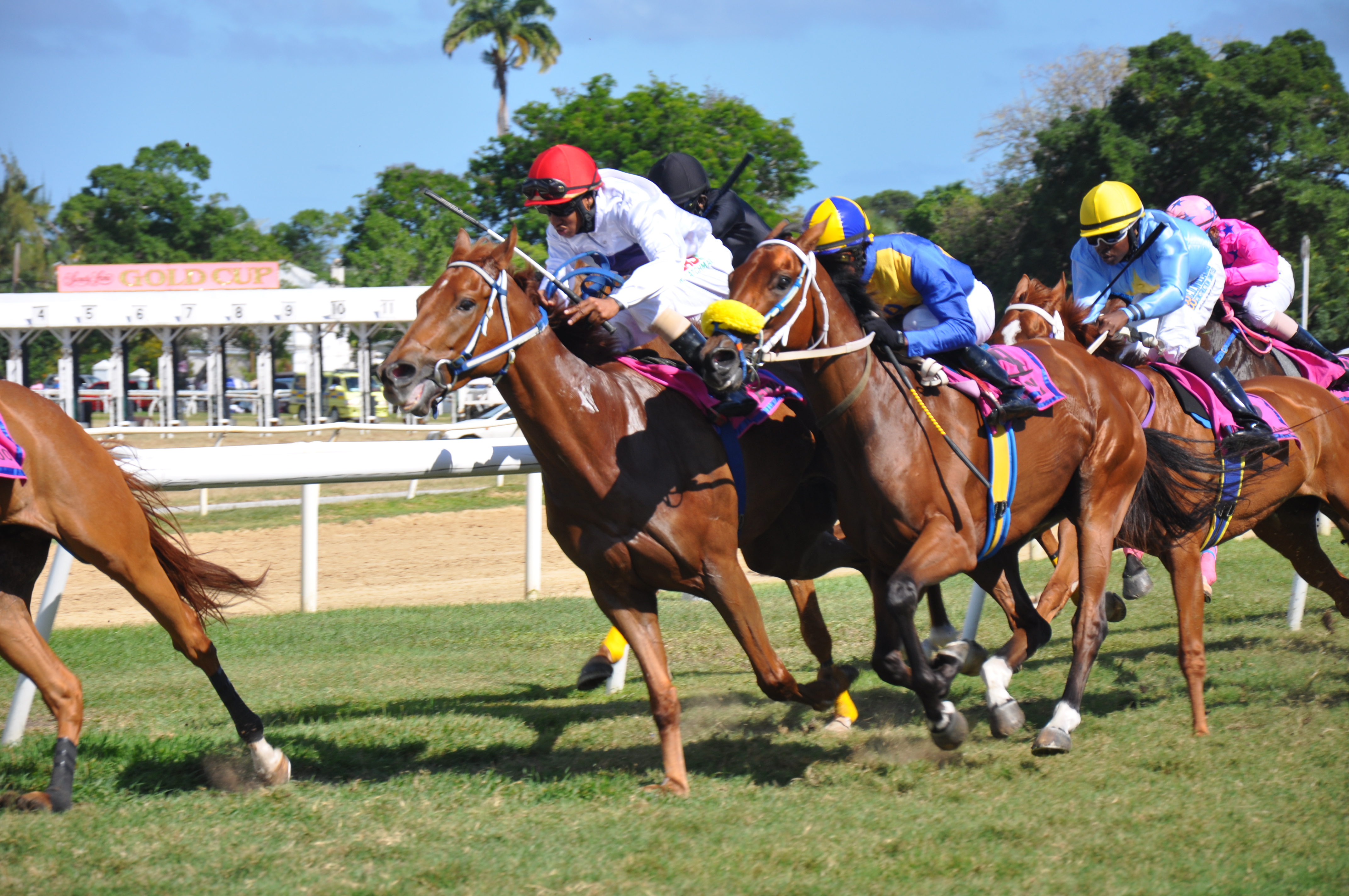 Horse Racing at the Garrison Horse Racing at Sporting Barbados